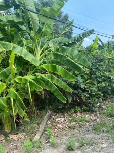 Bán đất Đa Phước Bình Chánh, 343 m2, giá 5.15 tỷ