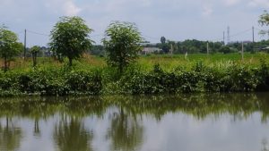 Bán đất Hưng Long Bình Chánh, 1445 m2, giá 3.2 tỷ