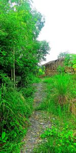 Bán đất Hưng Long Bình Chánh, 1445 m2, giá 3.2 tỷ