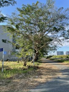 Bán đất Phong Phú Bình Chánh, 140 m2, giá 12.2 tỷ