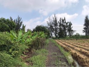 Bán đất Tân Nhựt Bình Chánh, 10210 m2, giá 28 tỷ