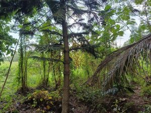 Bán đất Tân Nhựt Bình Chánh, 4000 m2, giá 44 tỷ